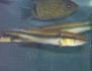Crenicichla sp. Inirida I
