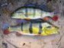 Cichla temensis Naure