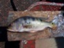 Cichla nigromaculata Orinoco