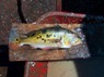 Cichla nigromaculata Orinoco