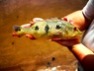 Cichla orinocensis Ventuari