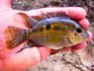 Aequidens tetramerus Naure