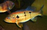 Cichla pinima Tapajos