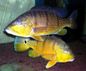 Cichla melaniae