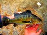 Cichla nigromaculata Casiquiare