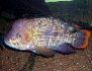 Aequidens rivulatus