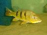 Cichla kelberi