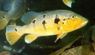 Cichla pinima Tapajos