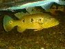 Cichla orinocensis Orinoco