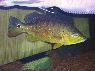 Cichla melaniae