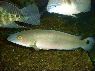 Crenicichla lugubris Orinoco