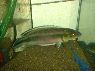 Crenicichla johanna