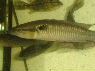 Crenicichla sp. PERU
