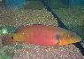 Crenicichla sp. Tapajos I
