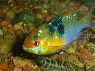 Microgeophagus ramirezi