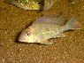 Geophagus surinamensis