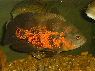 Astronotus ocellatus red