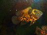 Astronotus ocellatus tiger