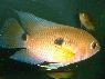 Cichlasoma amazonarum