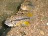 Apistogramma atahualpa Sunset