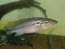 Crenicichla menezesi