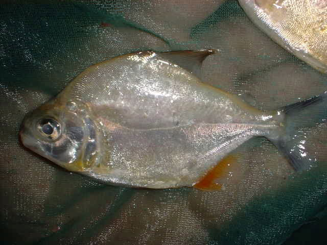 Serrasalmus striolatus 