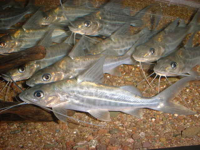 Pimelodus albofasciatus