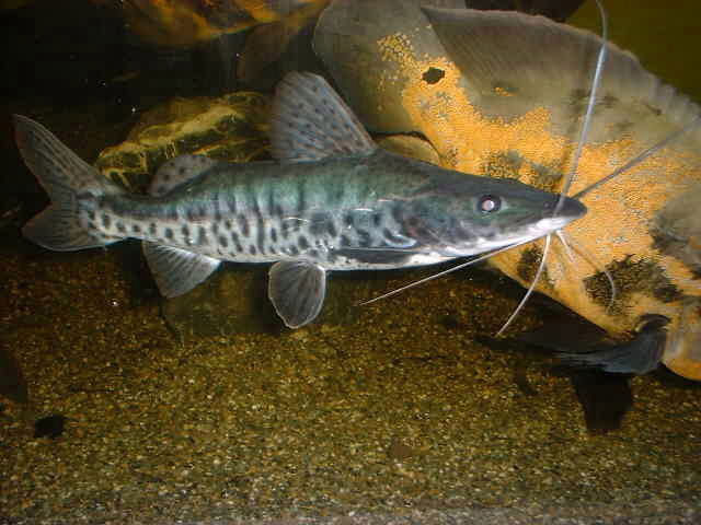 Pseudoplatystoma fasciatus x Pimelodus blochi (Hybride aus Venezuela)