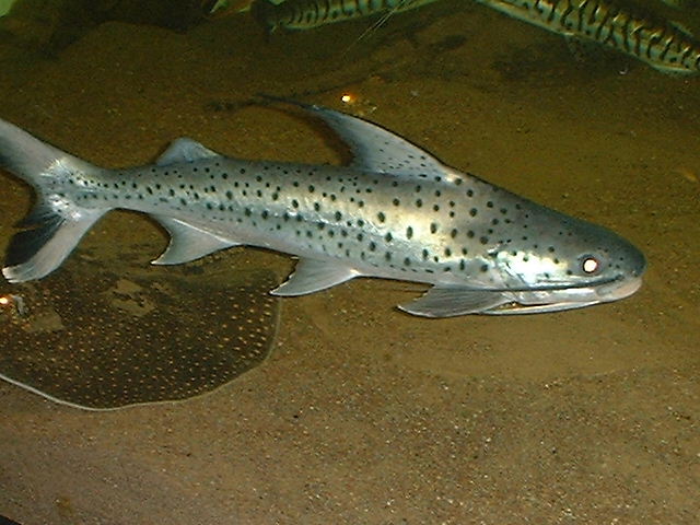 Platynematichthys notatus