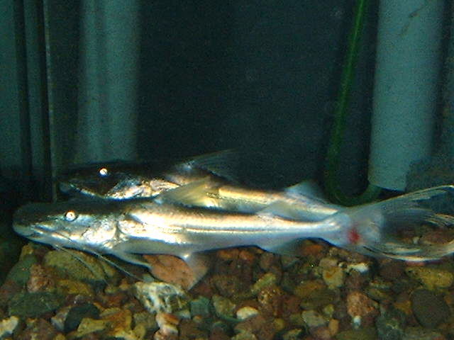 Bildergalerie Raubwelse Sorubim lima PERU