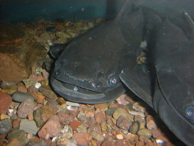 Trachycorystes Black Novia Zapato