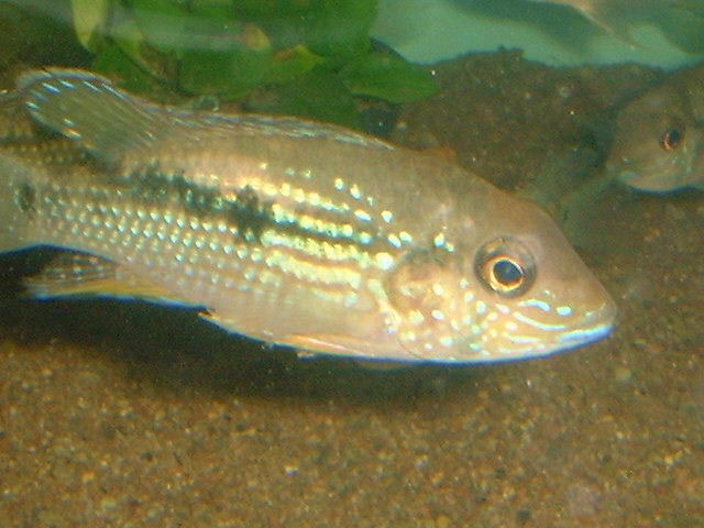 Tahuantinsuyoa macantzatza 
