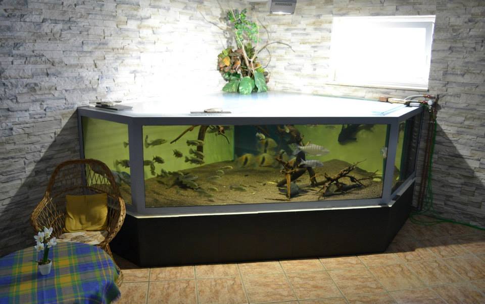 Rochen Paludarium Seite 2 Projekte Potamotrygon Forum