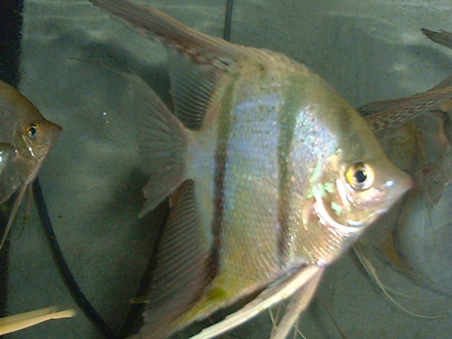 Peru Altum  Red spotted