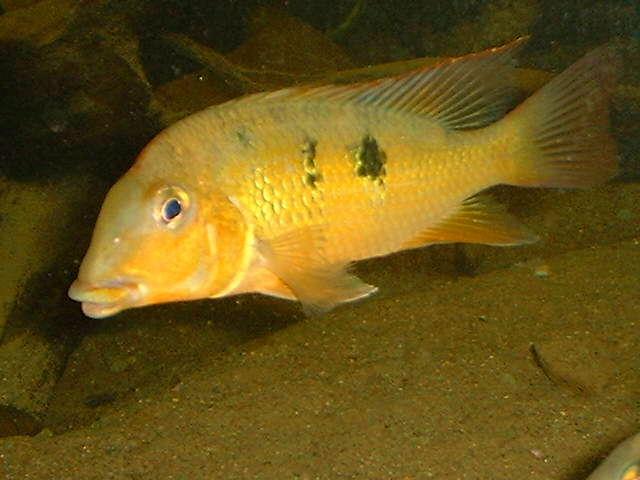 Geophagus pellegrini