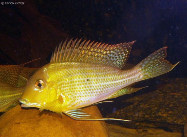 Geophagus altifrons Xingu