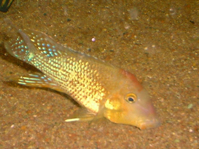 Geophagus steindachneri