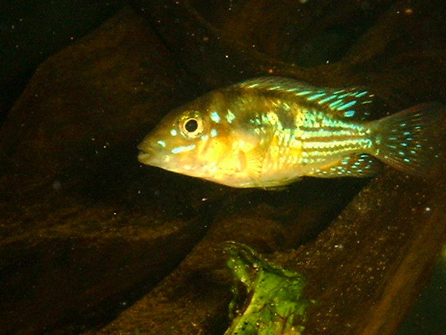 Gymnogeophagus rhabdotus