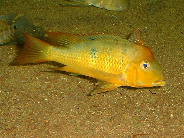 Geophagus pellegrini