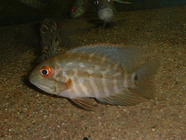 Hoplarchus psittacus 