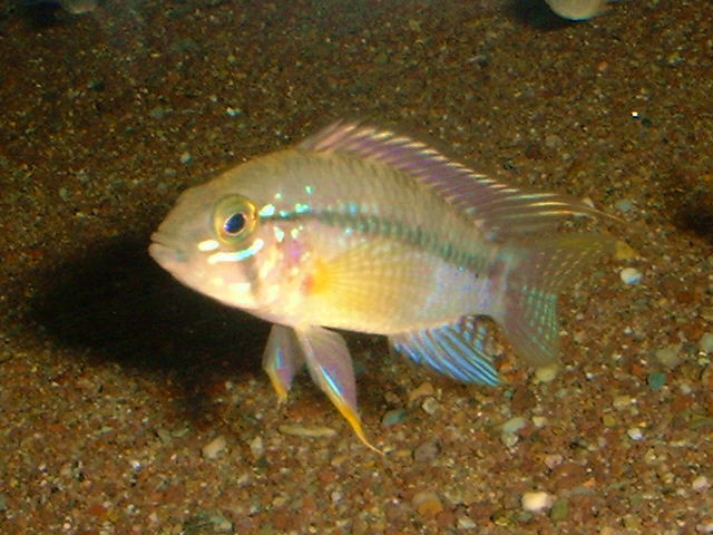 Apistogramma cruzi