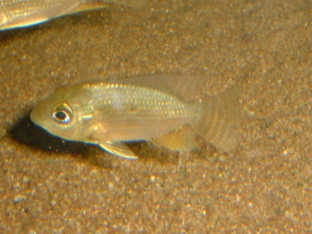 Chaetobranchopsis orbicularis