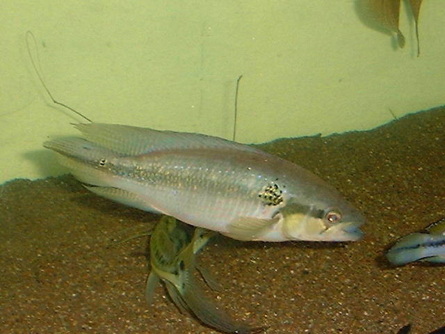 Crenicichla lepidota MALE