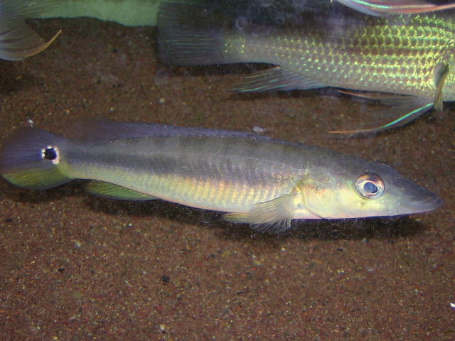 Crenicichla vittata