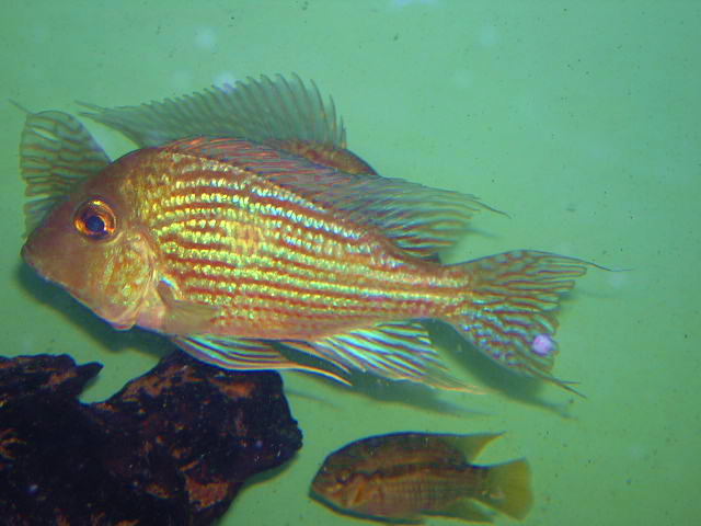 Geophagus sp. Pindare