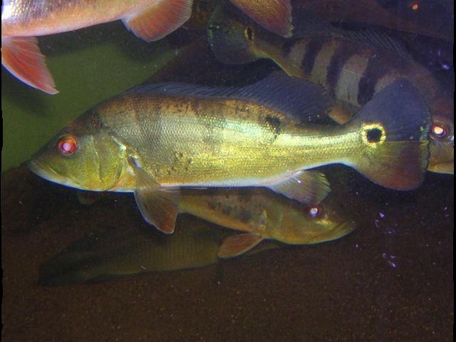 Cichla sp. aff. ocellaris Nanay