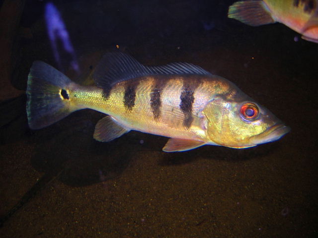 Cichla pleiozona