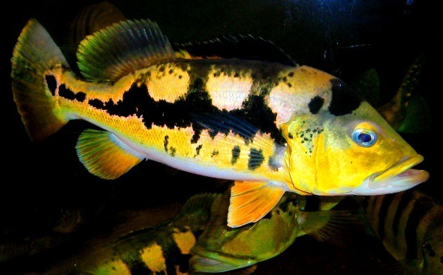 Cichla monoculus Tarapoto 