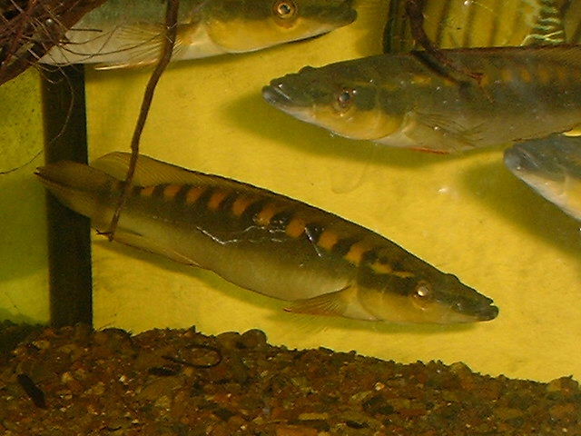 Crenicichla acutirostris 