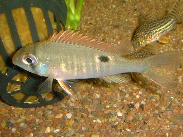 Biotodoma sp. Santarem